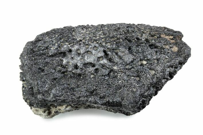 Fossil Glyptodont (Glyptotherium) Bony Armor Osteoderm - Florida #362292